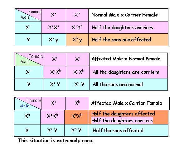 retinoblastoma punnett square