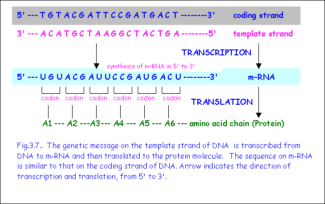 shown-below-is-the-sequence-of-a-coding-strand-of-dna-solvedlib
