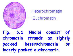 Text Box:  
Fig. 6.1 Nuclei consist of chromatin strands as tightly packed heterochromatin or loosely packed euchromatin. 


