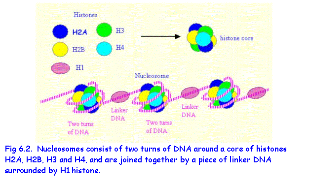 Text Box:  
Fig 6.2.  Nucleosomes consist of two turns of DNA around a core of histones H2A, H2B, H3 and H4, and are joined together by a piece of linker DNA surrounded by H1 histone.

