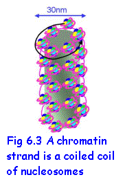 Text Box:  
Fig 6.3 A chromatin strand is a coiled coil of nucleosomes 
