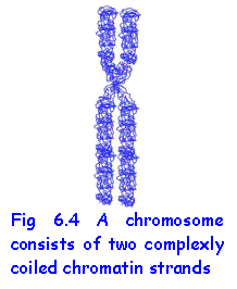 Text Box:  
Fig 6.4 A chromosome consists of two complexly coiled chromatin strands
