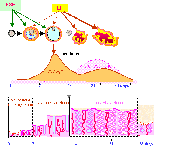 Meiosis Cycle Diagram