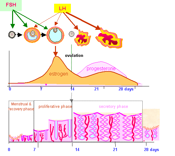 The Menstrual Cycle