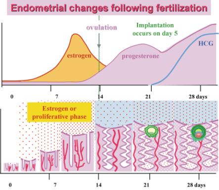 If fertilization occurs: