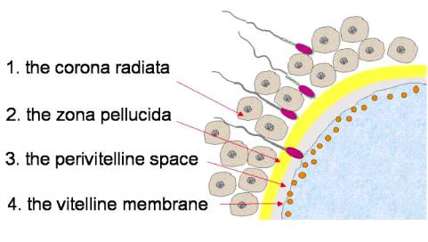 efine pellucid