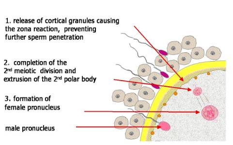 Acrosomal Reaction