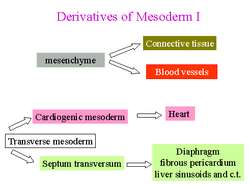 mesoderm derivatives