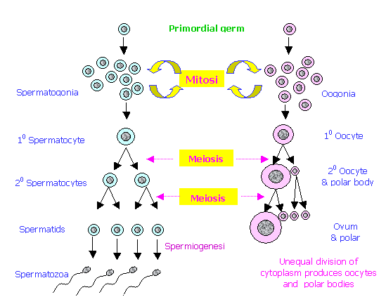 Diagram Of Gametogenesis