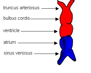 Heart Tube Formation  ditki medical and biological sciences