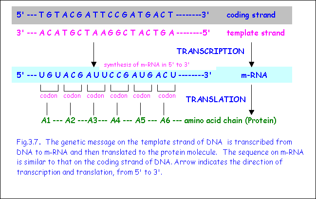 Template Strand Coding Strand